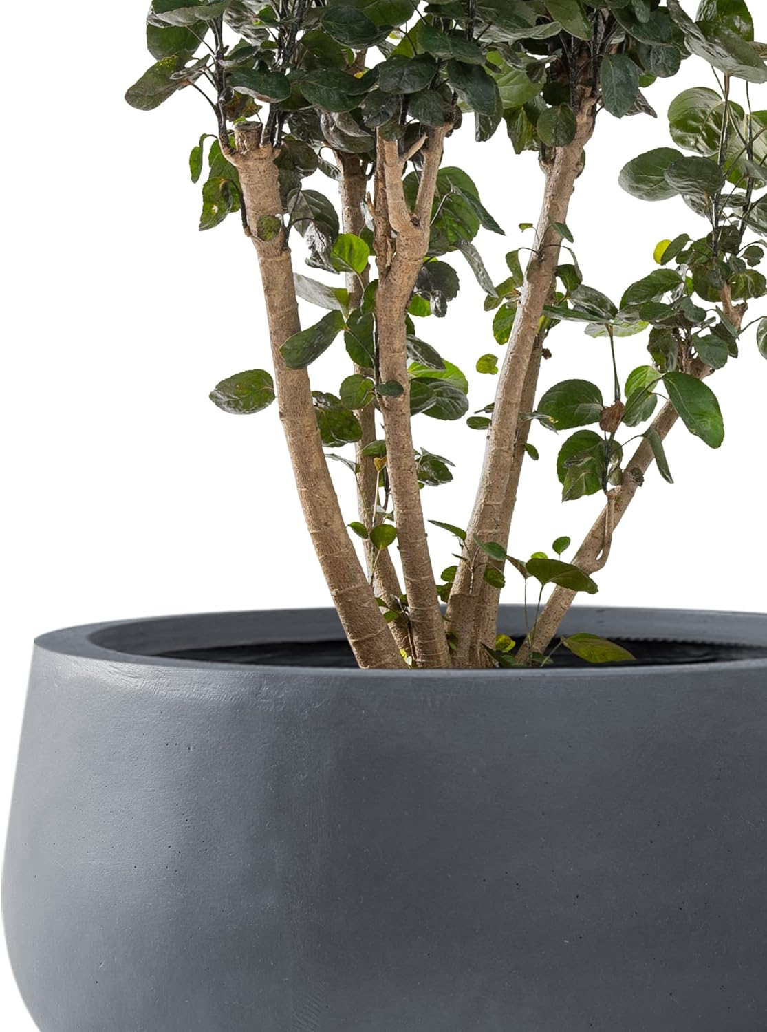 Kante 15.7" Dia Round Concrete Planter, Outdoor Indoor Garden Plant Pots with Drainage Hole and Rubber Plug, Modern Curvaceous Design, Slate Gray