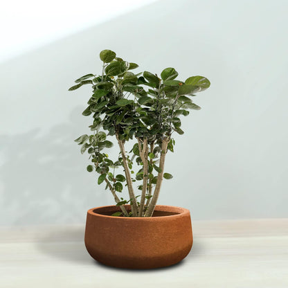 Kante 15.7" Dia Round Concrete Planter, Outdoor Indoor Garden Plant Pots with Drainage Hole and Rubber Plug, Modern Curvaceous Design, Slate Gray