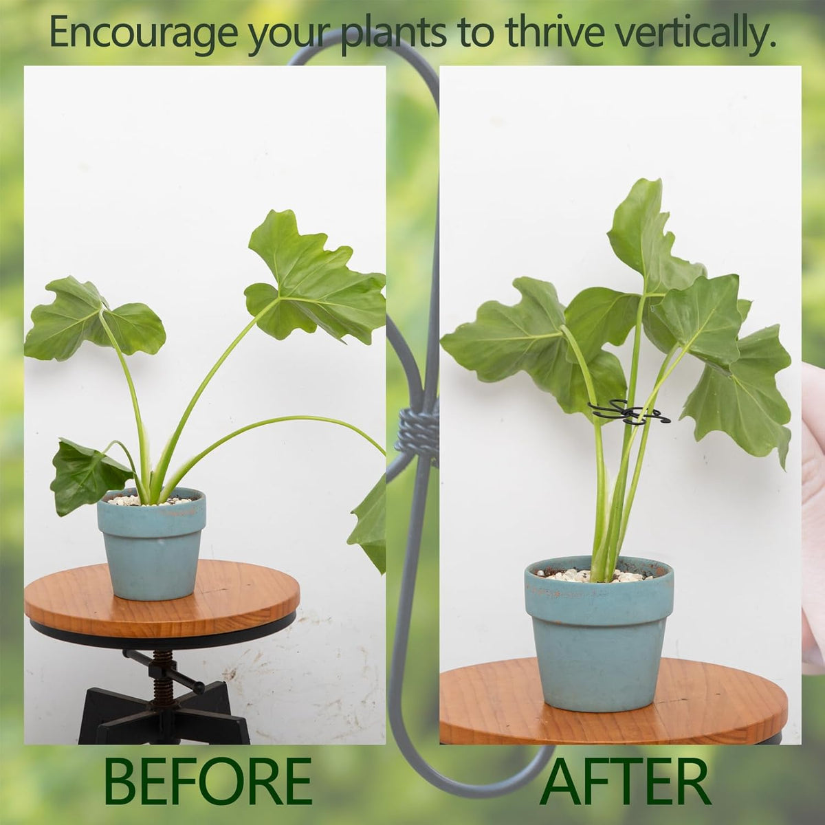 5PCS Monstera Plant Support Hook - 4.1 * 4.4IN Stem Holder