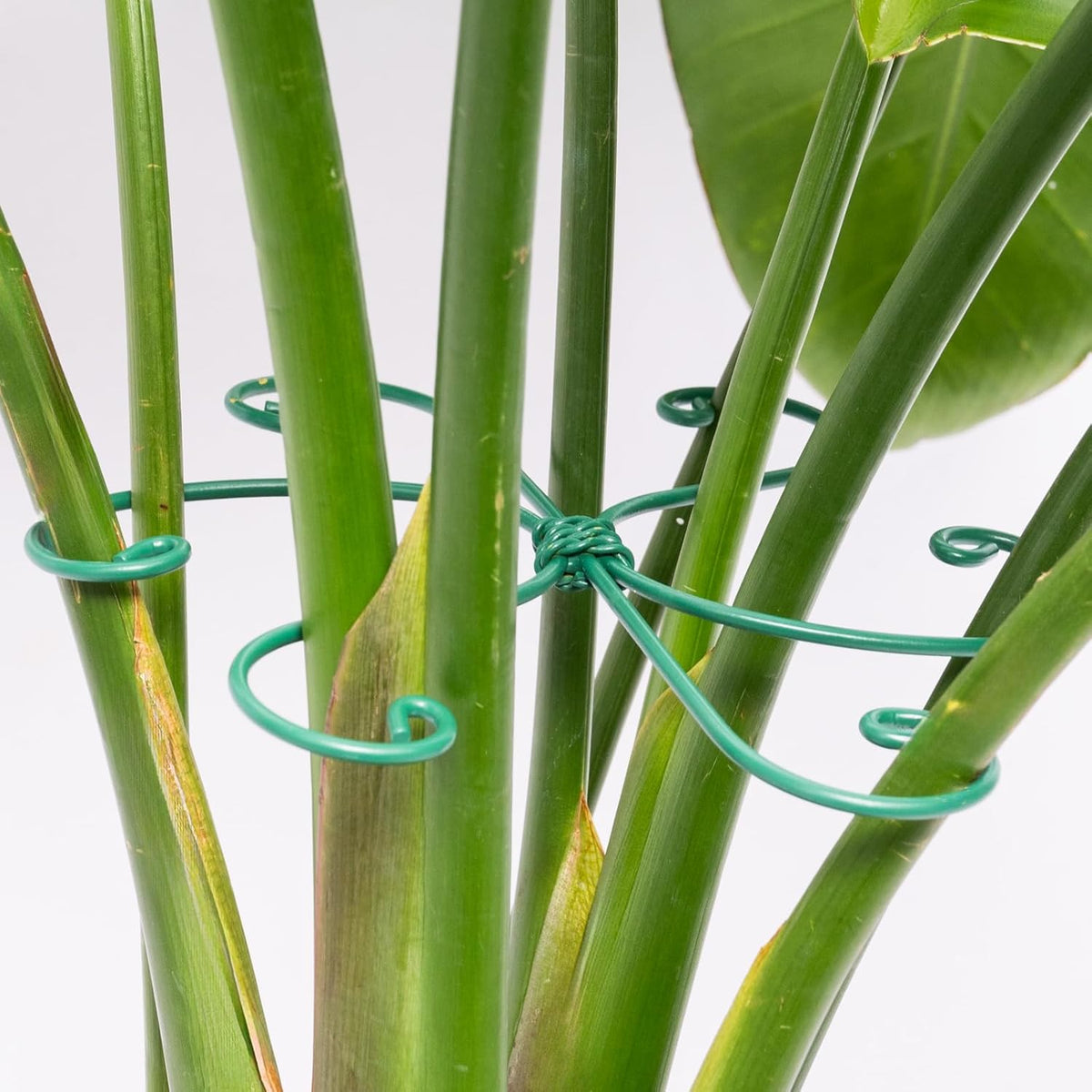 5PCS Monstera Plant Support Hook - 4.1 * 4.4IN Stem Holder