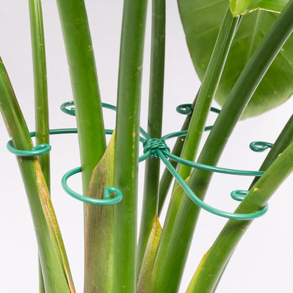 5PCS Monstera Plant Support Hook - 4.1 * 4.4IN Stem Holder