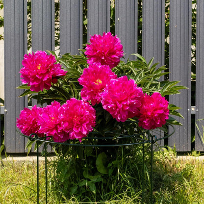 8 Pack Heavy Duty Metal Peony Cage and Supports, 4 Legs Plant Support Ring for Outdoor Plants Rose Sage Peonies Cucumbers Tomato Strawberry(11.8" Dx16 H)