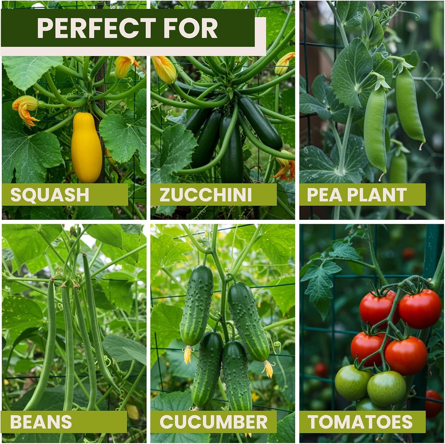 50x50 Cucumber Trellis for Raised Bed- A Frame Vegetable Garden Trellis
