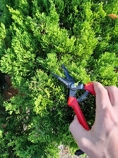 Saboten SD-8 6.7" Japanese Garden Pruning Shears, Lightweight Stainless Steel Trimming Scissors for Vegetables, Flowers & Fruit Harvesting, DIY, , Made in Japan
