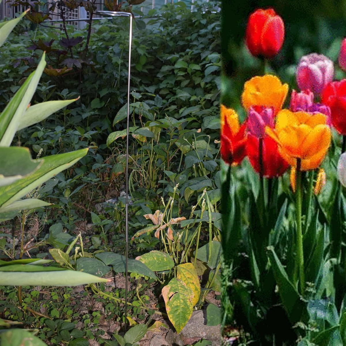 30 Inch Or 16 InchPlant Stakes for Flowers - 10 Pack, Adjustable Height