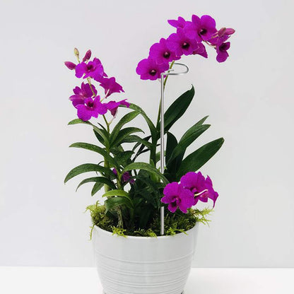 30 Inch Or 16 InchPlant Stakes for Flowers - 10 Pack, Adjustable Height