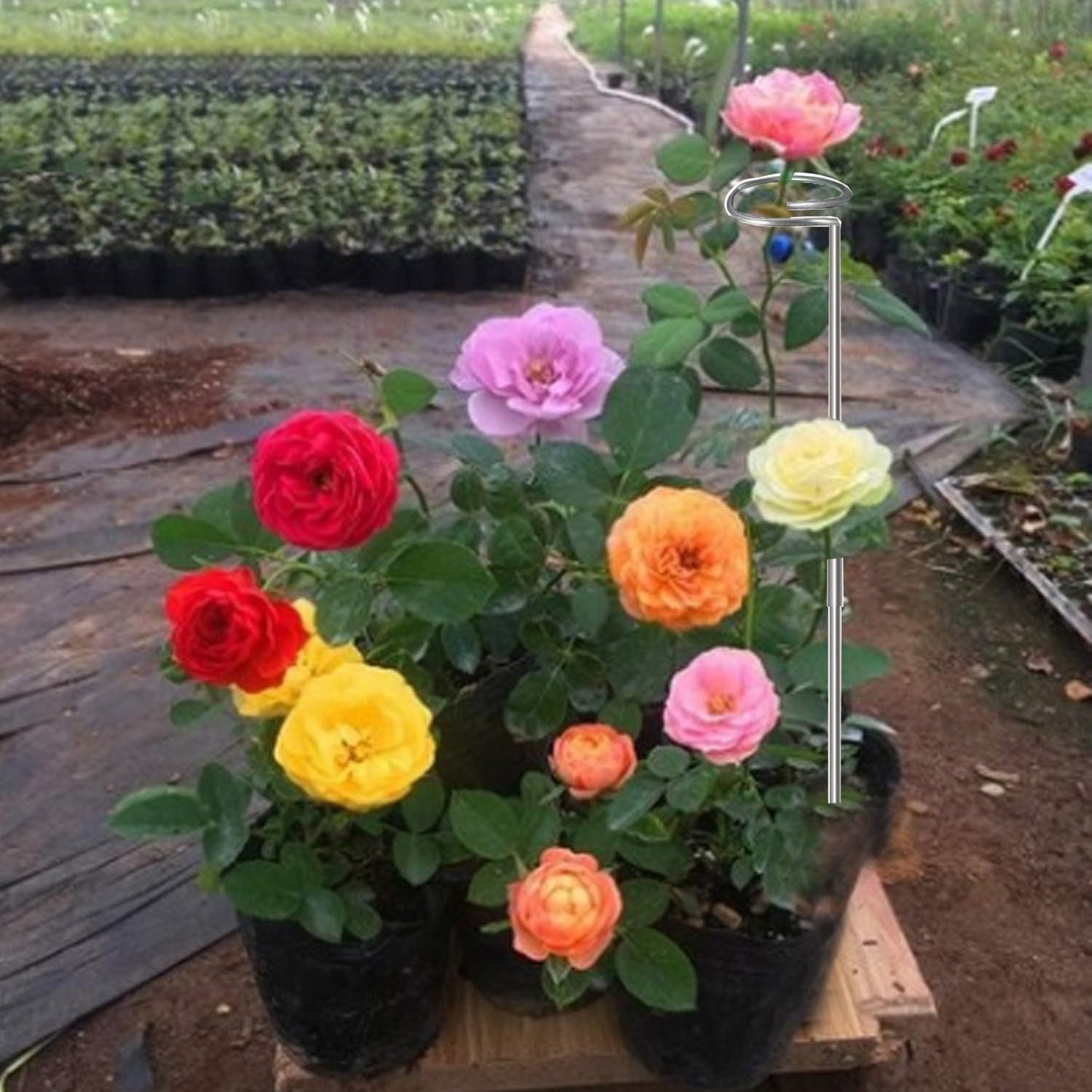 30 Inch Or 16 InchPlant Stakes for Flowers - 10 Pack, Adjustable Height