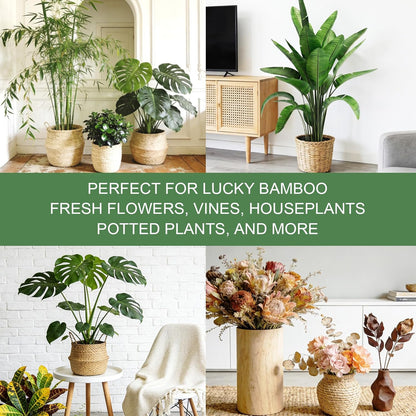 8 Pack Upgraded Plant Stem Support, Clear Plant Support for Indoor Plants, Monstera Plant Support, Reusable Plant Stabilizer, 4 Sizes Included Plant Accessories