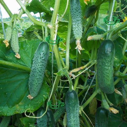 30Pcs Tomato Hooks with String, Tomato Support Hooks, Tomato Holder Hooks & Plant Support Clips with 33.3ft Twine to Prevent Tomatoes from Pinching or Falling Off