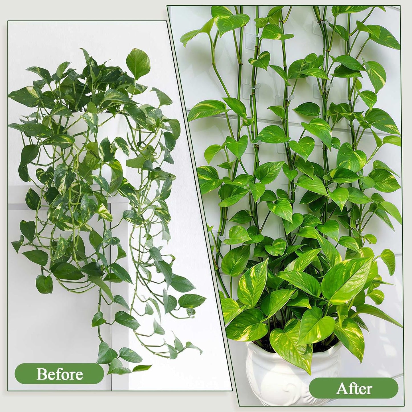 100 Pcs Plant Climbing Wall Fixture Clips, White Plant Fixer with Self-Adhesive Hook, Fixing Clip Vines Holder for Indoor Outdoor Plants Support Cable Wire (Medium)