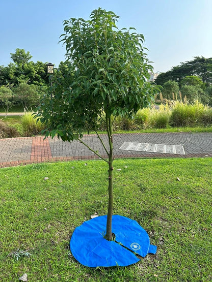 Slow Release Ring-Style Tree Watering Bag - 15 Gallon Watering Ring for Trees, Discipline Essentials (2 Pack, Blue/Yellow)