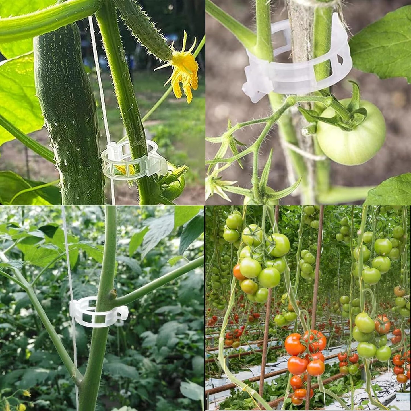 50PCS Tomato Hooks with String, Tomato and Vine Crop Trellis,Tomato Plant Support Clips with 33.3ft Twine to Prevent Tomatoes from Pinching or Falling Off(Green)