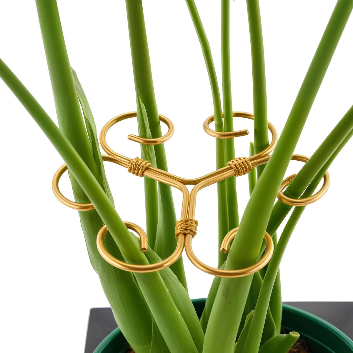 4PCS Green Iron Monstera Support, Uniquely Designed Plant Support Stakes for Indoor Plants, Stable Plant Stakes and Supports, Turtle Shell Bamboo Clamp Set for Thriving Growth