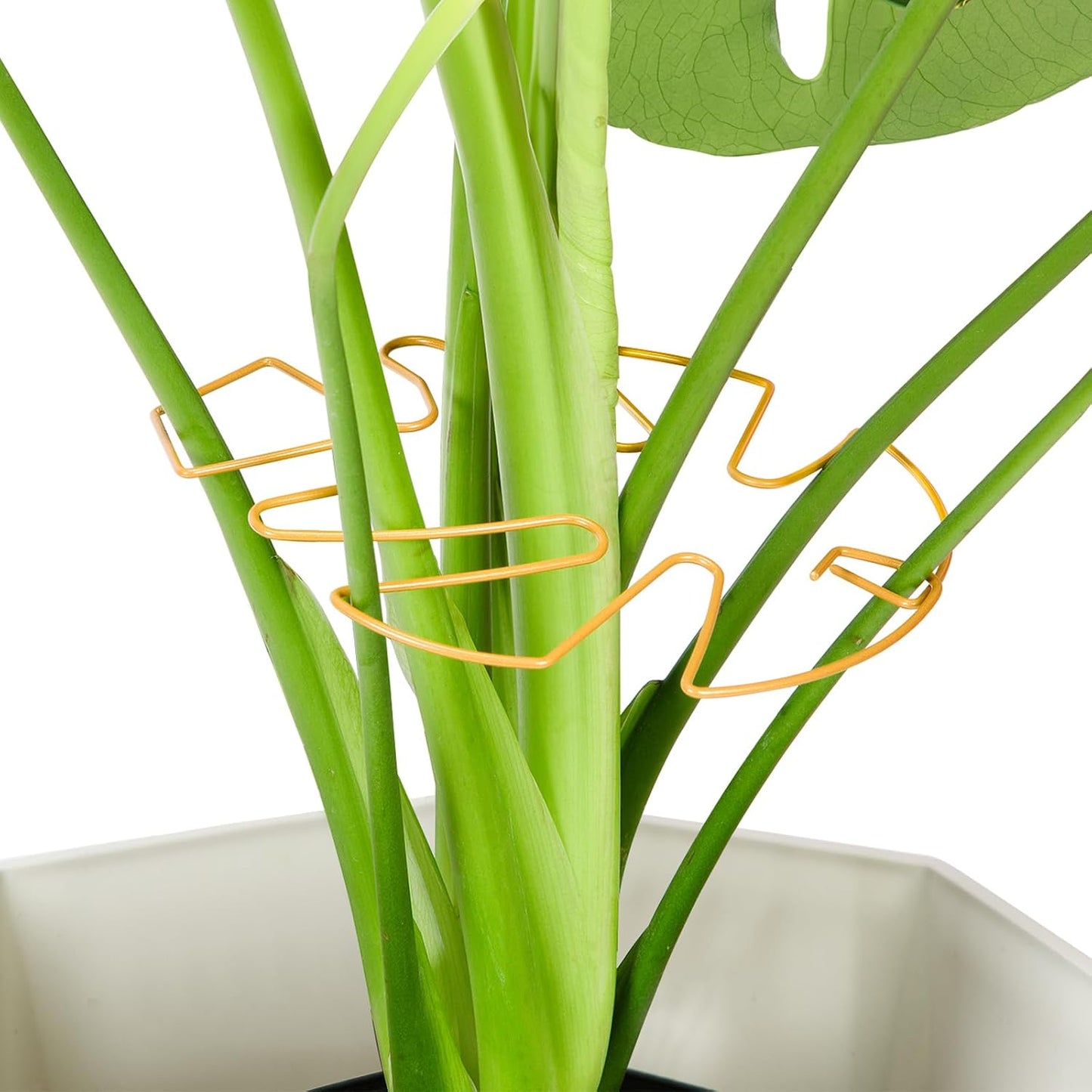 4PCS Green Iron Monstera Support, Uniquely Designed Plant Support Stakes for Indoor Plants, Stable Plant Stakes and Supports, Turtle Shell Bamboo Clamp Set for Thriving Growth