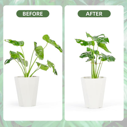 4PCS Green Iron Monstera Support, Uniquely Designed Plant Support Stakes for Indoor Plants, Stable Plant Stakes and Supports, Turtle Shell Bamboo Clamp Set for Thriving Growth