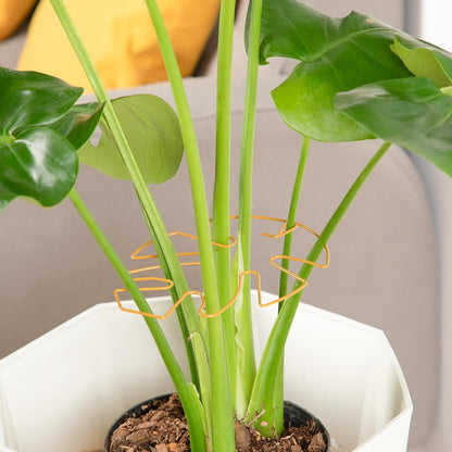 4PCS Green Iron Monstera Support, Uniquely Designed Plant Support Stakes for Indoor Plants, Stable Plant Stakes and Supports, Turtle Shell Bamboo Clamp Set for Thriving Growth