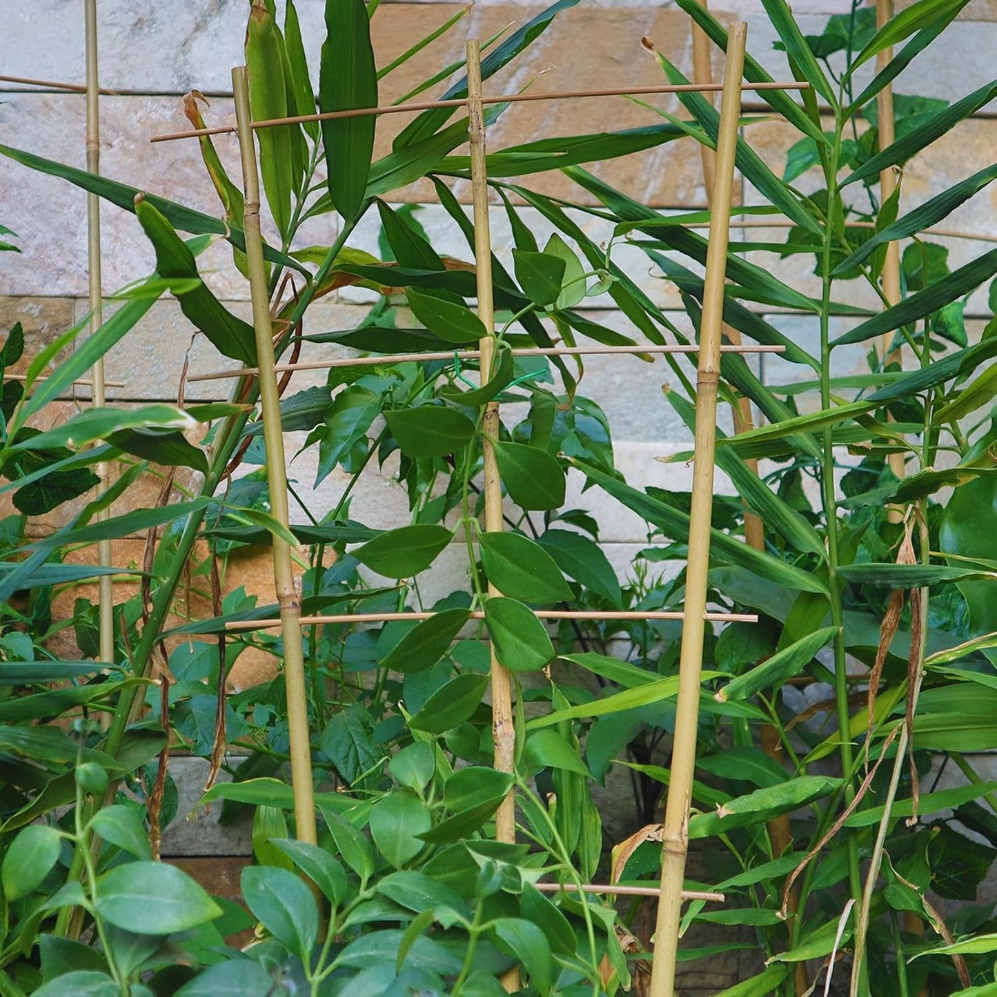 10 Pack 16" Bamboo Trellis for Climbing Plants, Fan-Shaped Plant Support