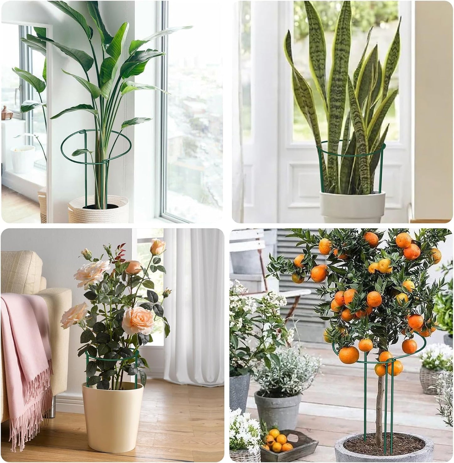 12 Pack Plant Support Stakes, 10" Wide x 16" High Half Round Metal Peony Cages and Support, Green Garden Plant Stake Plant Support Ring Border for Peony Tomato, Hydrangea, Flower Indoor Outdoor