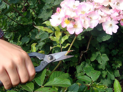 Professional Snips, No.207 (Standard Version)