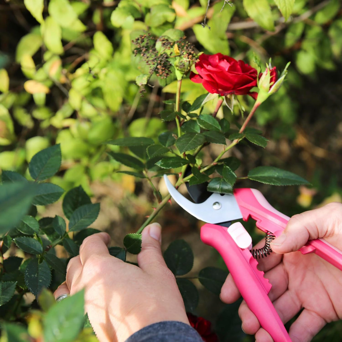 Floral Pruning Shears, Gardening Gifts for Women, Plant Cutting Scissors for Deadheading, Rose Petal Pink