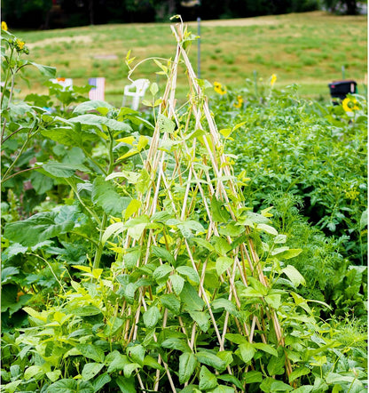 4ft Expandable Bamboo Teepee Trellis for Climbing Plants, Self-Standing Natural Bamboo Trellis for Plant Support, Folding Garden Trellis for Vines Flowers Vegetable Indoor Outdoor