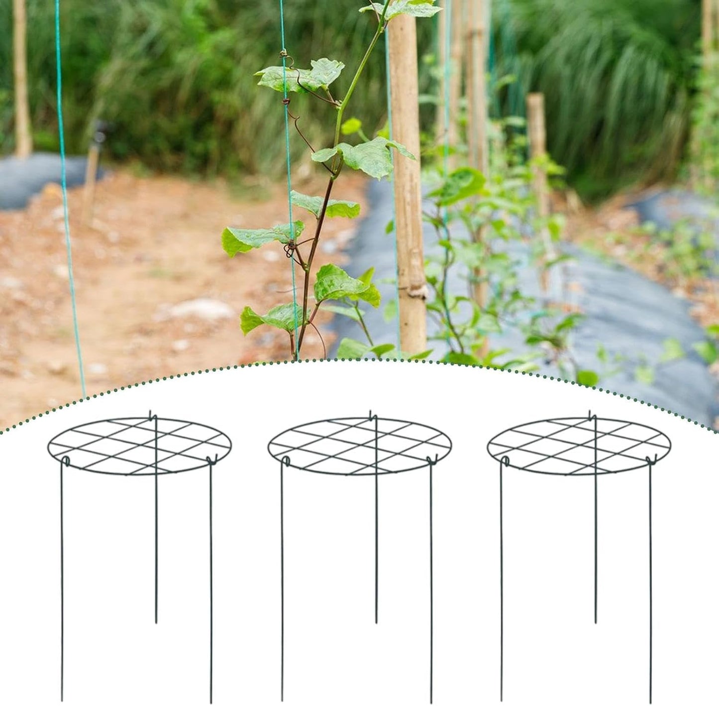 3X Peony Support Cages Plant Support Rings Elegant Metal Frame Sturdy Climbing Trellis Grow Through Hoops for Courtyard Rose, Grid