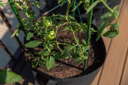 3-Pack Tomato Cage, Plants Support, Trellis Climbing Triangular Cage, Stand for Pepper Eggplant Tomato Flowers