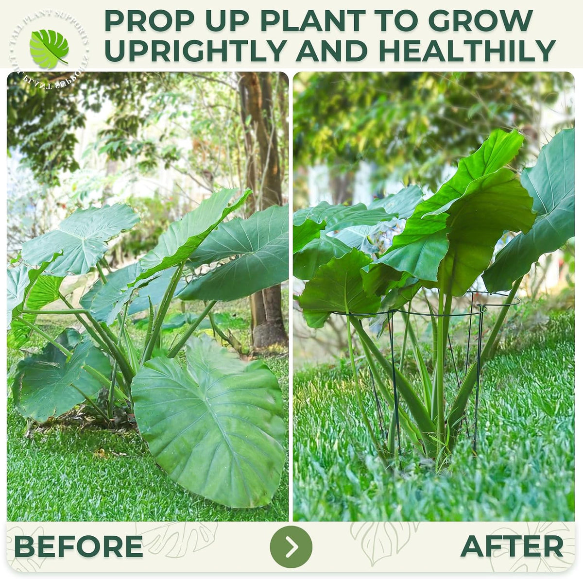 Plant Support, 8PCS Peony Cages and Supports, Plant Stakes for Indoor Plants, Outdoor Plants, Metal Garden Stakes, Plant Holders, Tomato Monstera Hydrangea Support Cage, 10" W x 15.8" H