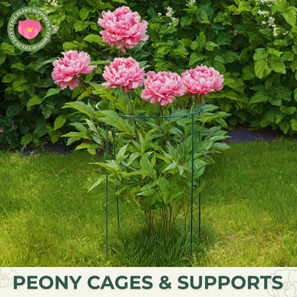 Plant Support, 8PCS Peony Cages and Supports, Plant Stakes for Indoor Plants, Outdoor Plants, Metal Garden Stakes, Plant Holders, Tomato Monstera Hydrangea Support Cage, 10" W x 15.8" H