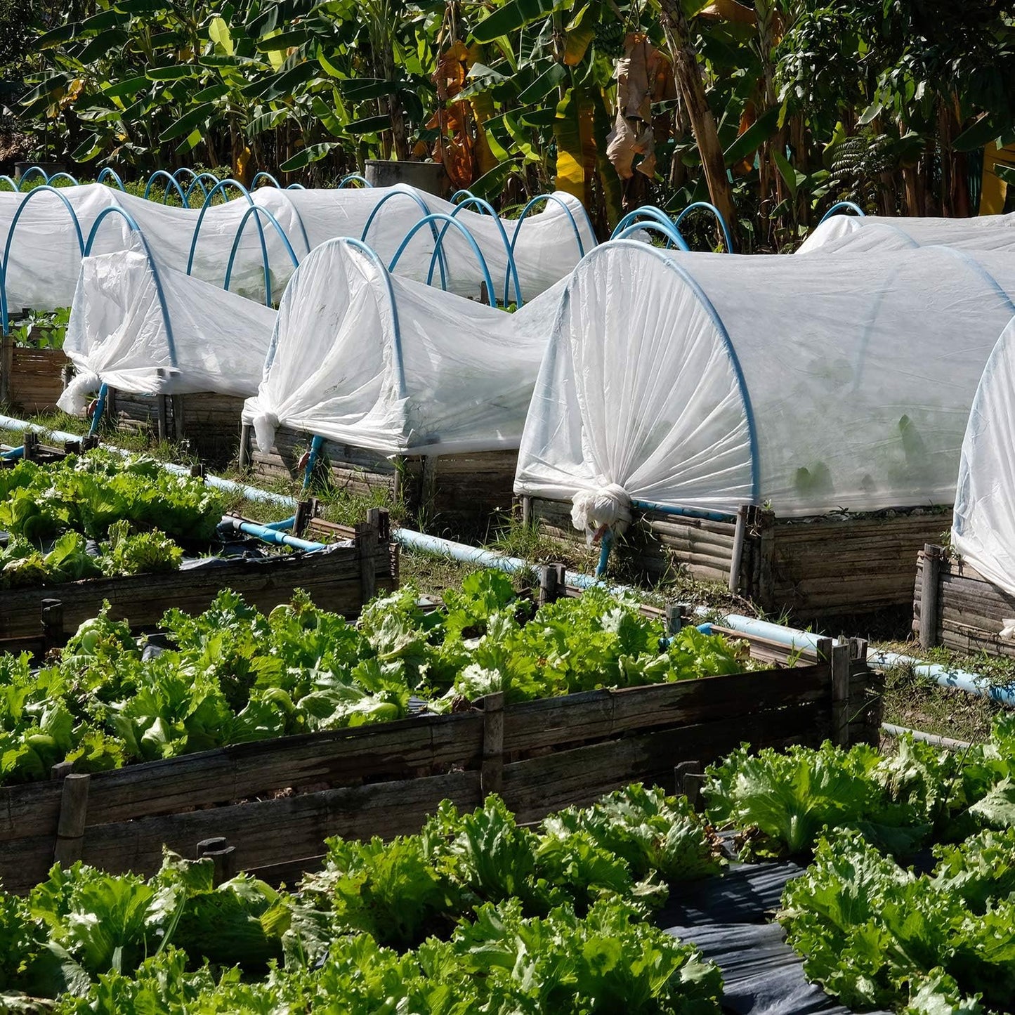10 x 13ft Mosquito Netting Black Garden Insect Bug Mesh for Plant