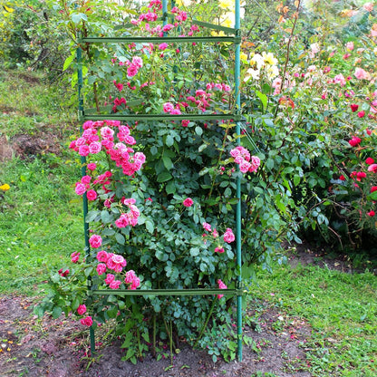 100 Pcs Plant Stake Arms for Tomato Cage, 11.8” Expandable Plant Supports Trellis Connector with 2 Buckles for 11mm Diameter Plant Stake, for Climbing Plants, Tomato, Vegetable, Indoor&Outdoor