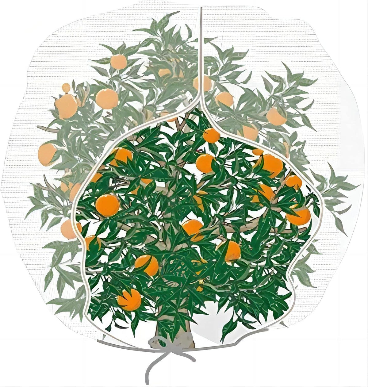 Bird Netting 72" Hx72 W Garden Netting Insect Pest Barrier,Plant Cover Fruit Tree Netting Mesh Protection Bag with Zipper,White