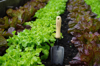 Tierra Garden DeWit Forged Hand Trowel, Garden Tool for Roots and Planting, Standard (31-3000)