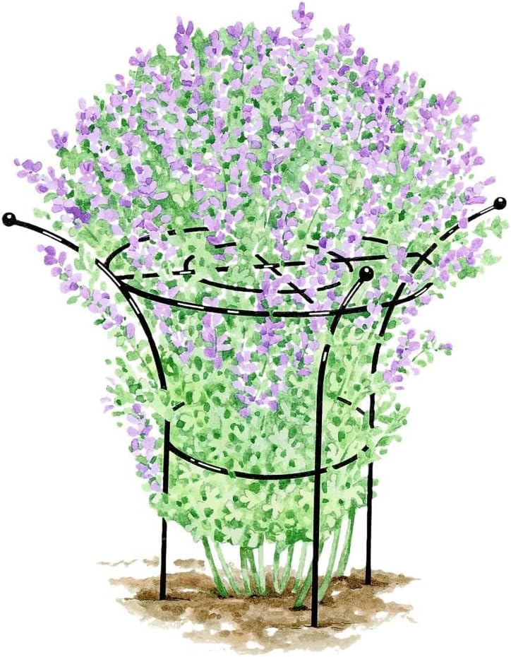 Essex Plant Support, X-Large