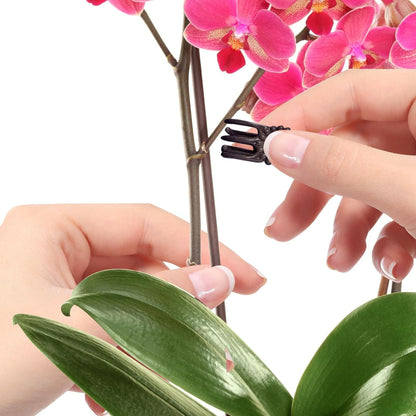 10Pcs Plant Support Stakes with 15Pcs Plant Clips, 15.75inch Tall Bendable Single Stem Sticks Orchid Clips Brown Helps Growth for Indoor Outdoor Flowers Rose Amaryllis
