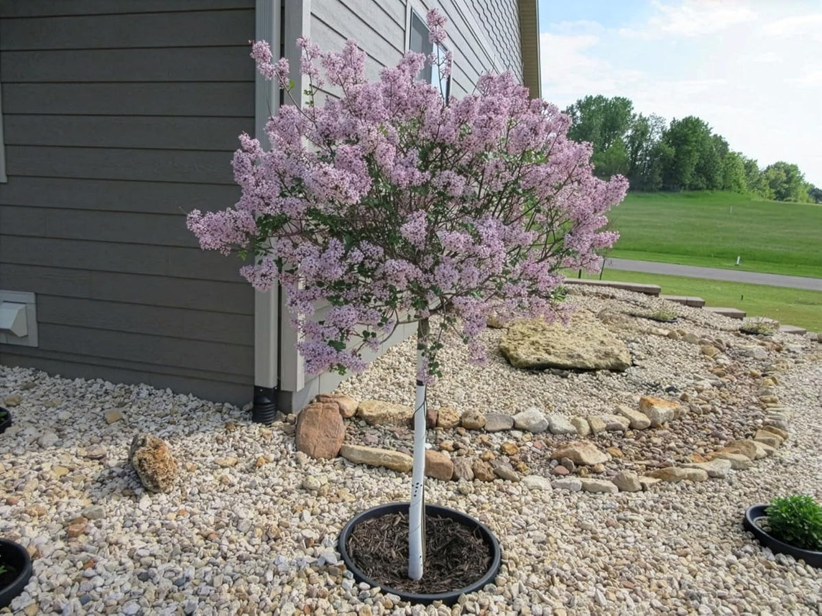 6-Pack 24-inch Tree Planting Rings – Deep Root Watering Basin & Edging.