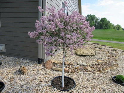 6-Pack 24-inch Tree Planting Rings – Deep Root Watering Basin & Edging.