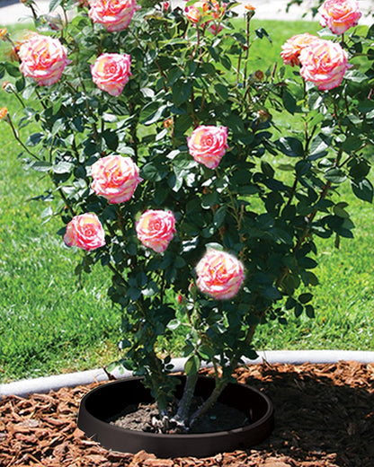 6-Pack 24-inch Tree Planting Rings – Deep Root Watering Basin & Edging.