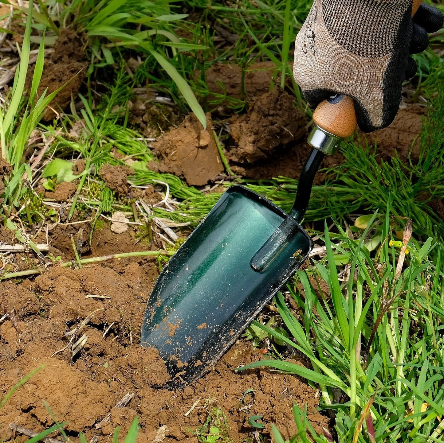 Soil Scoop Garden Tool, Large Loose Soil Scooper Tool for Transplanting and Gardening, Heavy Duty Japanese Steel Balde, Wood Handle, Made in Japan