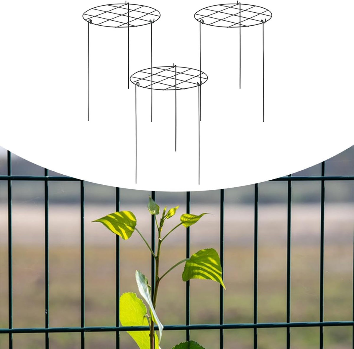 Peony Support Cage, 3-Pack Iron Grow Through Hoops, 11.8 x 15.7 in, for Peonies Roses Hydrangeas