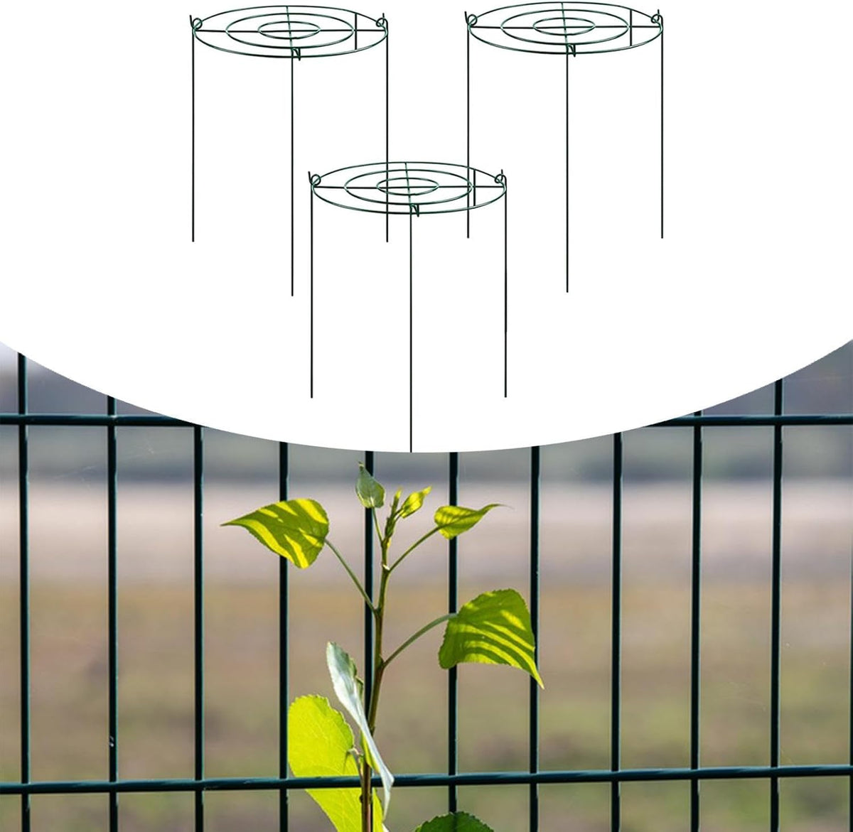 Peony Support Cage, 3-Pack Iron Grow Through Hoops, 11.8 x 15.7 in, for Peonies Roses Hydrangeas