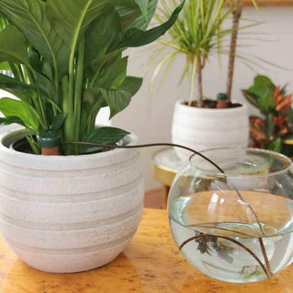 Blumat Classic Self-Watering Stakes - Prevents Overwatering and Underwatering for Healthy Growth While You are Away - Ideal for Indoor Plant Watering (3 Pack w/o Adapter)