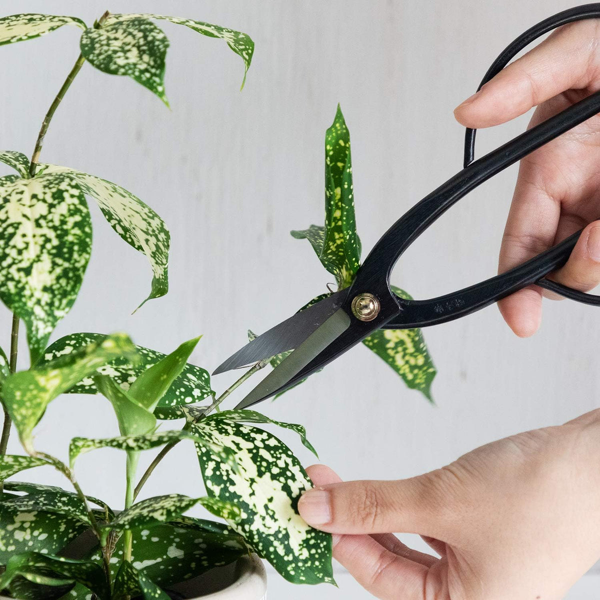 Wazakura Satsuki Bonsai Scissors, Made in Japan 7 inch (180 mm), Japanese Bonsai Garden Tools, Hasami Pruning Shears - Satsuki Style, Black