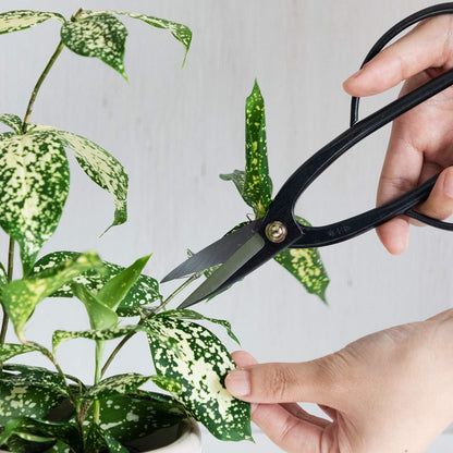 Wazakura Satsuki Bonsai Scissors, Made in Japan 7 inch (180 mm), Japanese Bonsai Garden Tools, Hasami Pruning Shears - Satsuki Style, Black