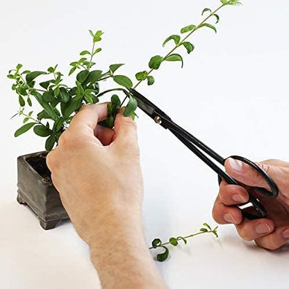 Wazakura Satsuki Bonsai Scissors, Made in Japan 7 inch (180 mm), Japanese Bonsai Garden Tools, Hasami Pruning Shears - Satsuki Style, Black