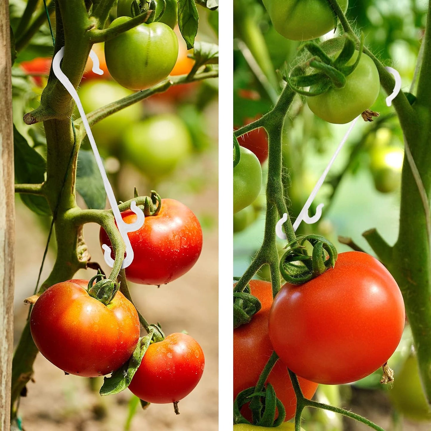 Tomato Support Clips, Plant Vegetable Support Hook Clip, Garden Support Clips, Grape Vine, Vegetables Plants Tomato Trellis Clips to Prevent Tomatoes from Pinching or Falling Off(200 Pieces)