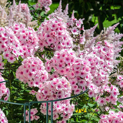 12 Pack 24 Inch Tall Plant Support Stakes, 10" W x 24" H Half Round Peony Cages and Support, Heavy Duty Green Plant Cage Ring Support for Indoor and Outdoor Peony Rose Tomato Hydrangea Flower