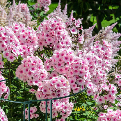 12 Pack 24 Inch Tall Plant Support Stakes, 10" W x 24" H Half Round Peony Cages and Support, Heavy Duty Green Plant Cage Ring Support for Indoor and Outdoor Peony Rose Tomato Hydrangea Flower