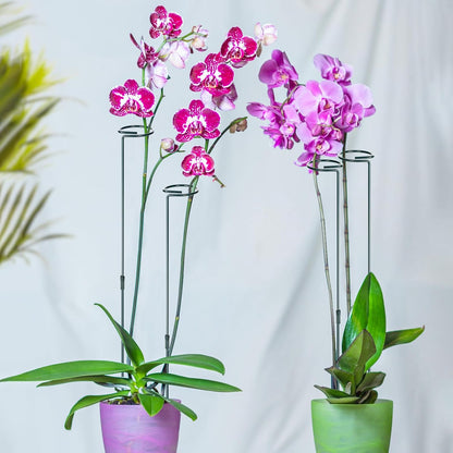 6 Sets Plant Stakes 12/25/36 Inch Adjustable Plant Support Stakes Tall for Indoor Outdoor Plant Holder Stick Steel Garden Stem Pole Amaryllis Stakes with 30 Clip for Tomato Orchid Lily Flower