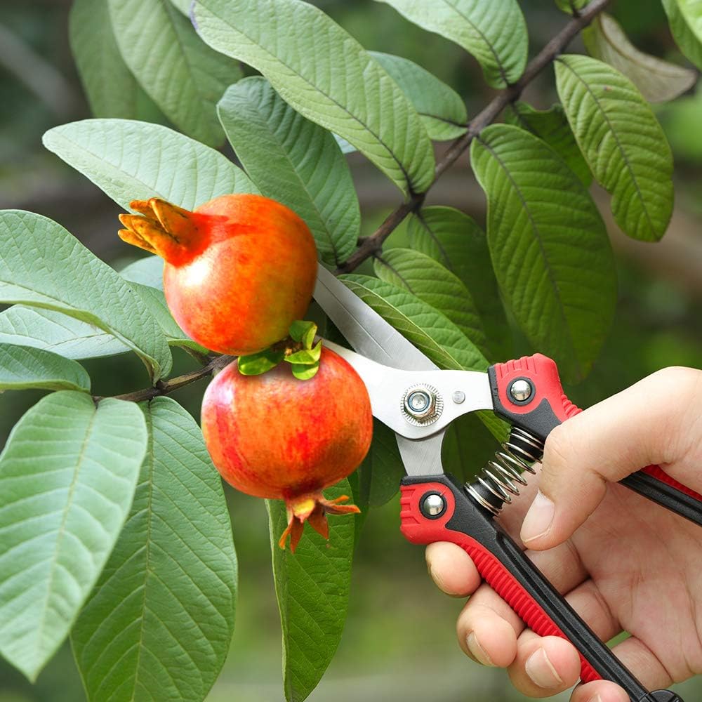 Pruning Scissors, Professional Garden Shears - Straight Stainless Steel Blades - Sharp Gardening Hand Pruner for Garden Harvesting Fruits, Vegetables, Trimming Flowers and Plants, 8.1IN(Red)